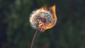 Light Stress Resistance