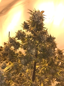Nutrient Burn Resilience