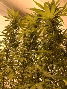 Plant Vigor