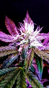 Terpene Increases