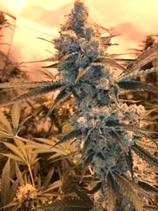 Terpene Increases