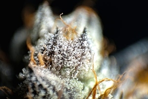 Potency Increases