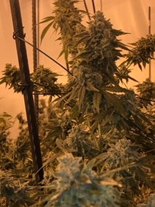 Potency Increases