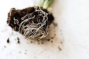 Root Volume